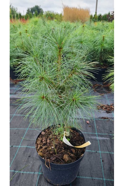 Сосна гімілайська / Гріффіта - 5л/вис.30-40см/Ø25-30см